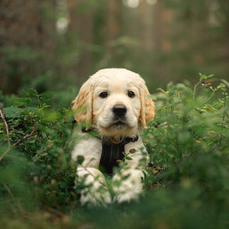 Un chiot en bonne santé, curieux et heureux